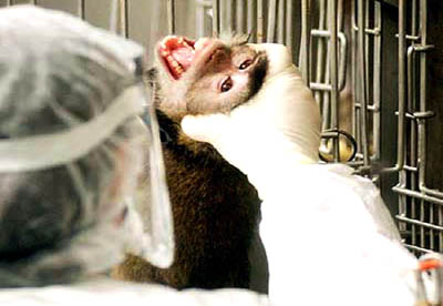 monkey-vivisection